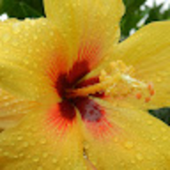 Meet your Posher, Jessica - Picture 1 of 1